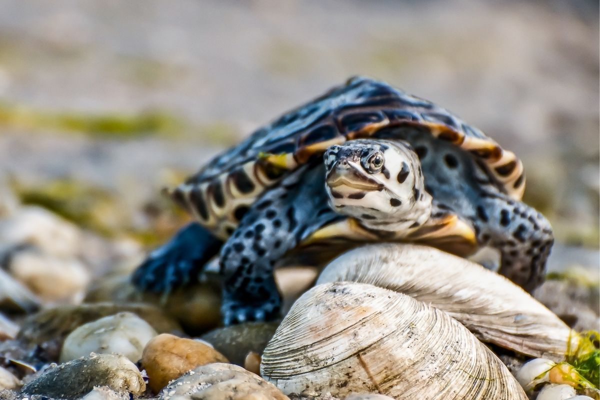 Mangrove Diamondback Terrapin in natural habitat