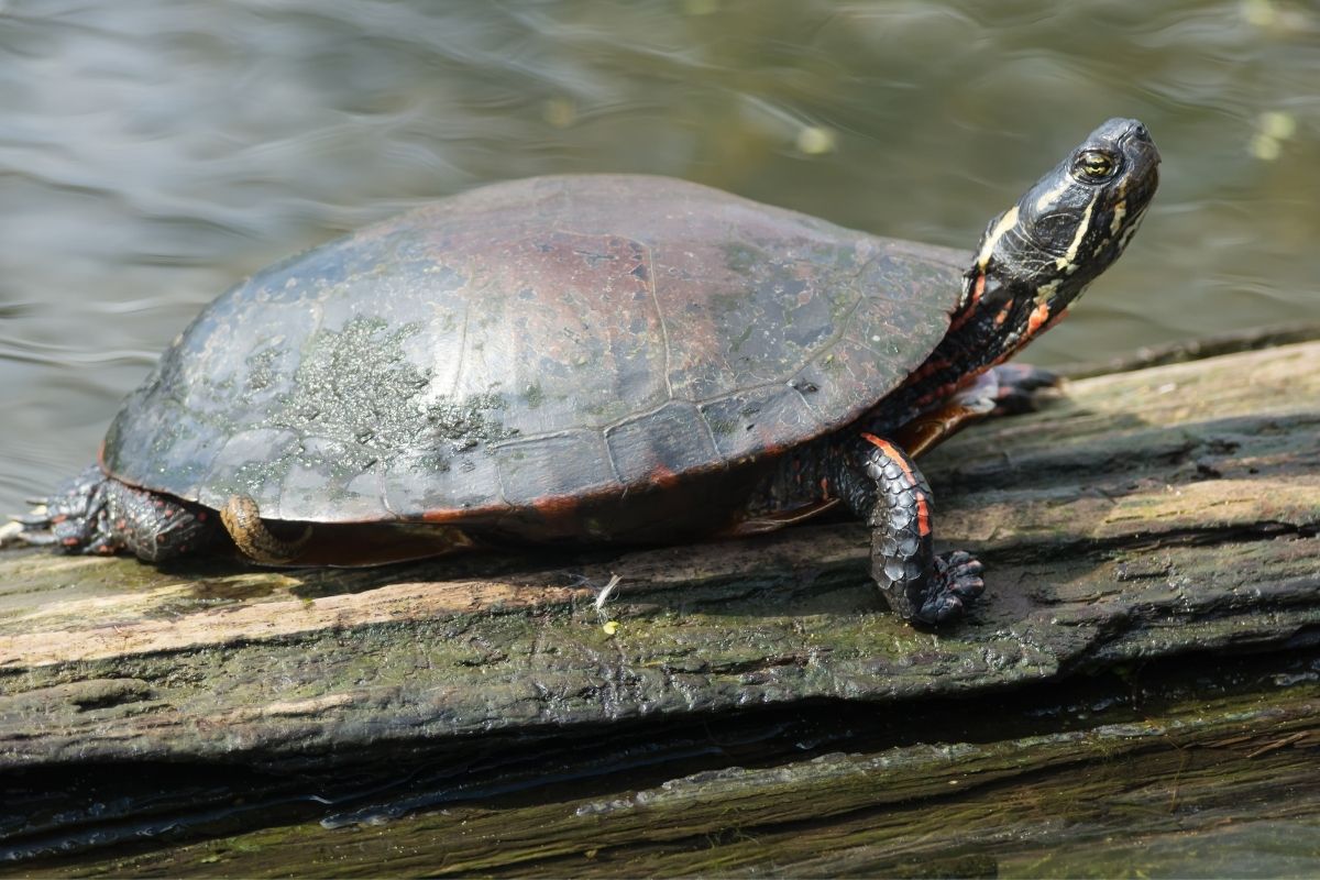 Midland Painted Turtle on a log