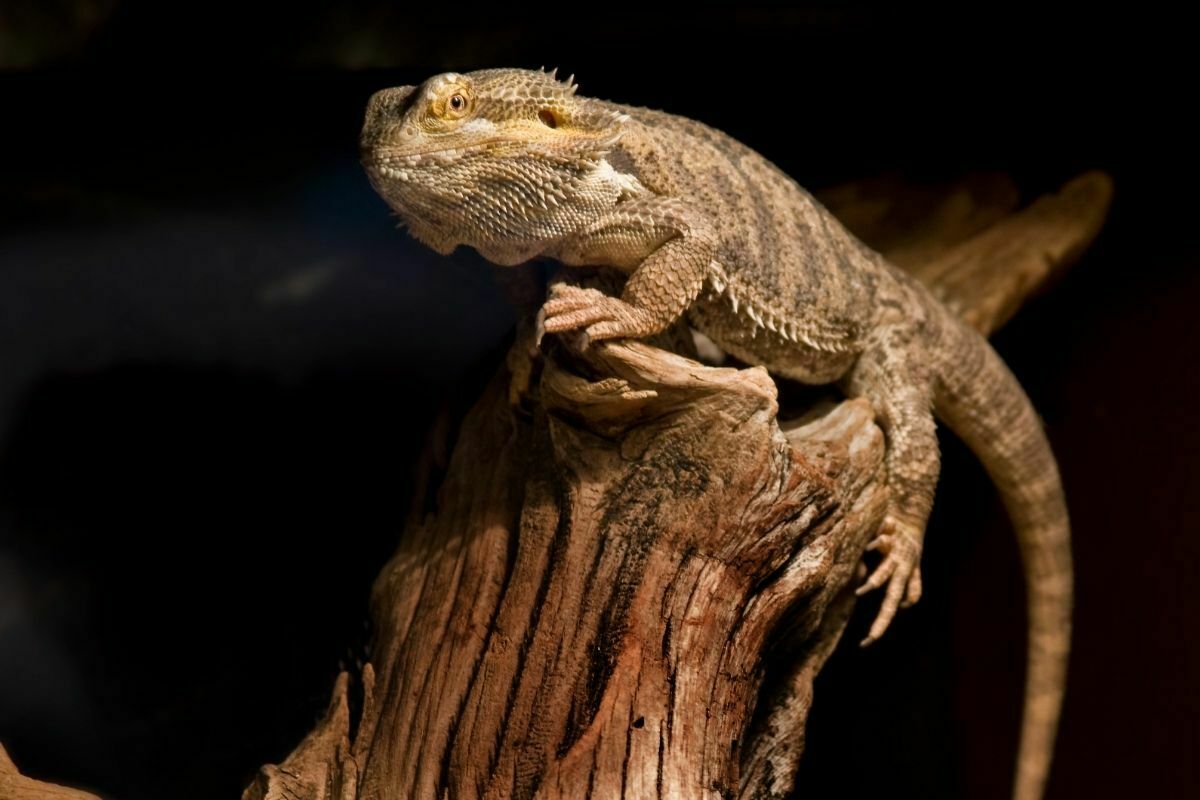 Bearded Dragon Is Laying On The Wood