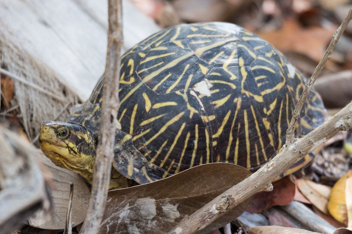 Ornate Box Turtle Terrapene Ornata Ornata in the woods