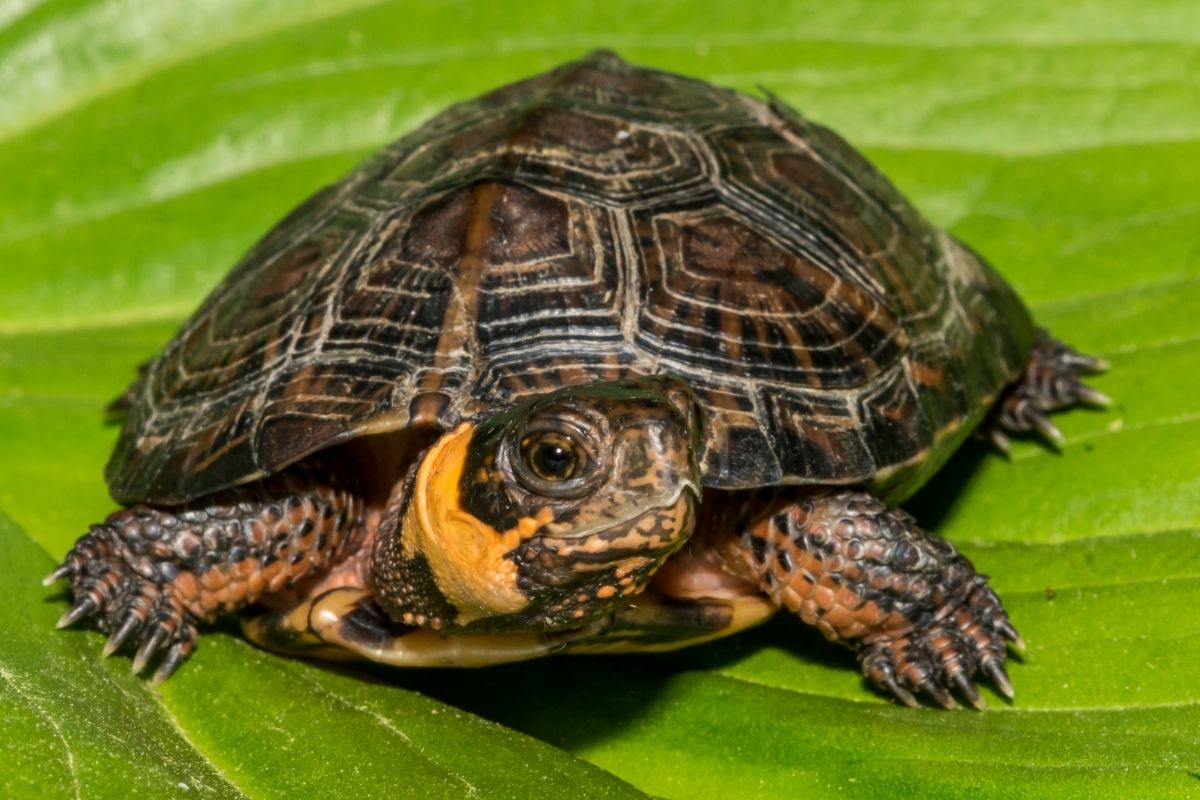 bog turtle sitting on a leaf