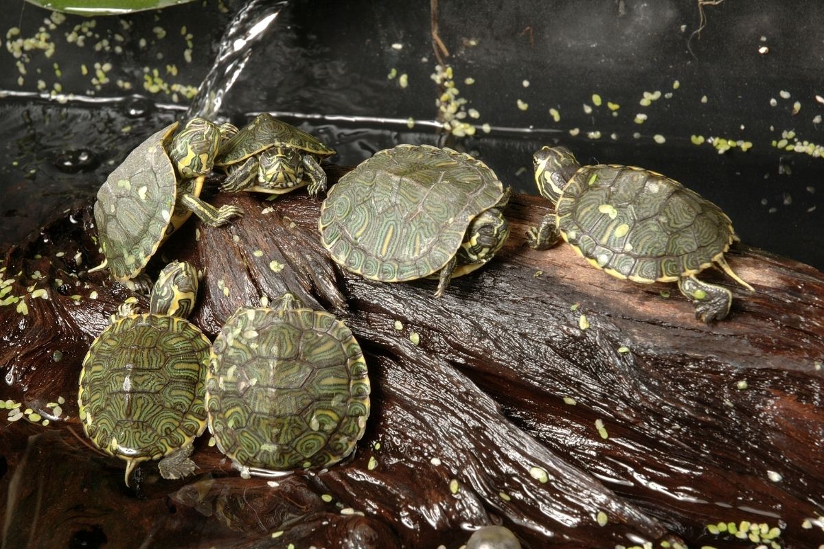 Aquatic turtles gathered on wood above the water