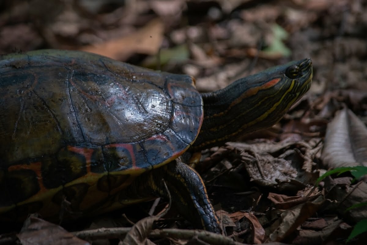 Nicaraguan Slider walking in the forest