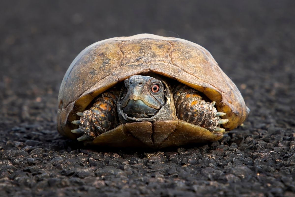 close up of a Ornate Box Turtle on the ground