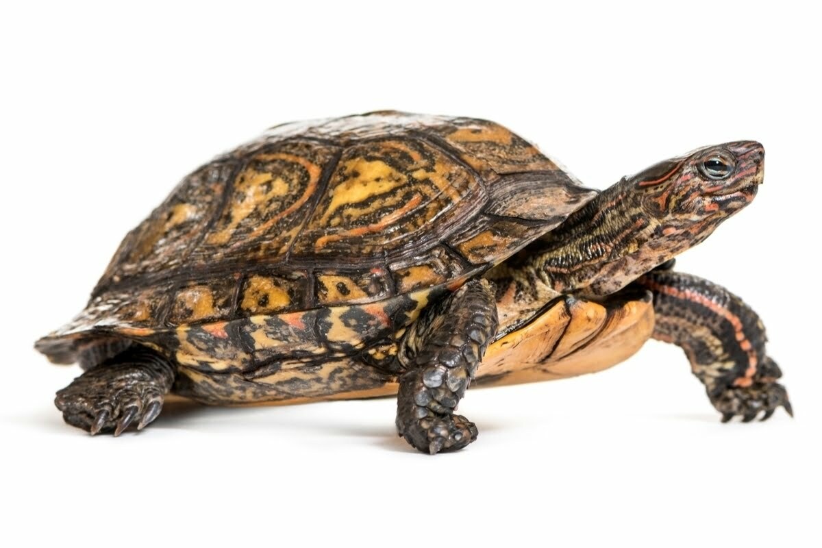 Ornate Wood Turtle on white background