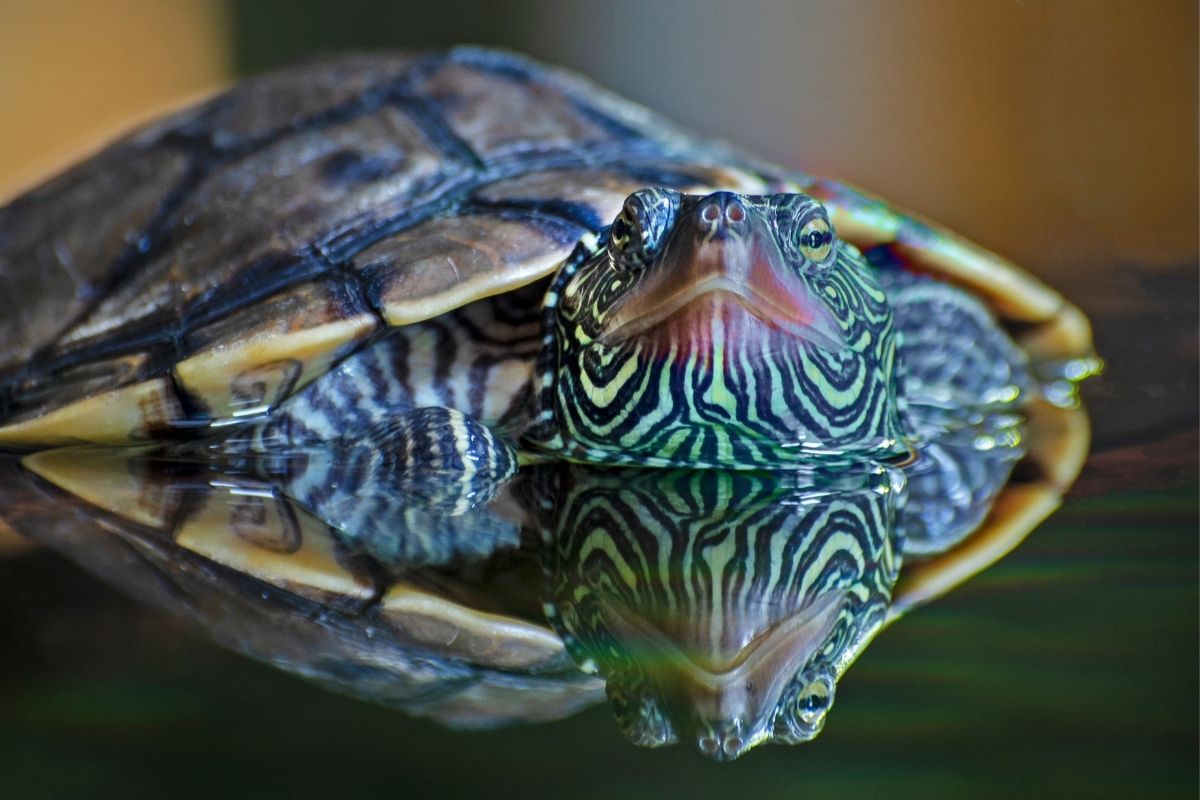 Closeup view of Ouachita Map Turtle