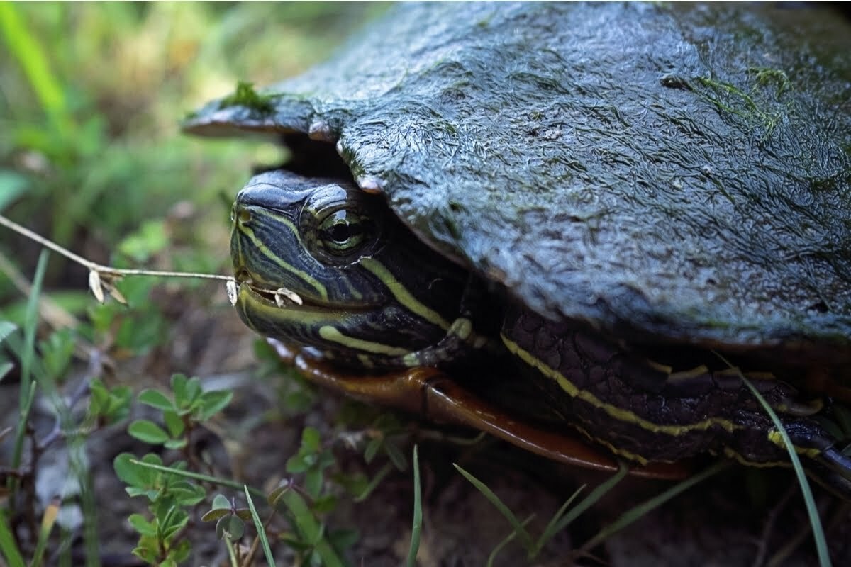 close up of a Ouachita Map Turtle