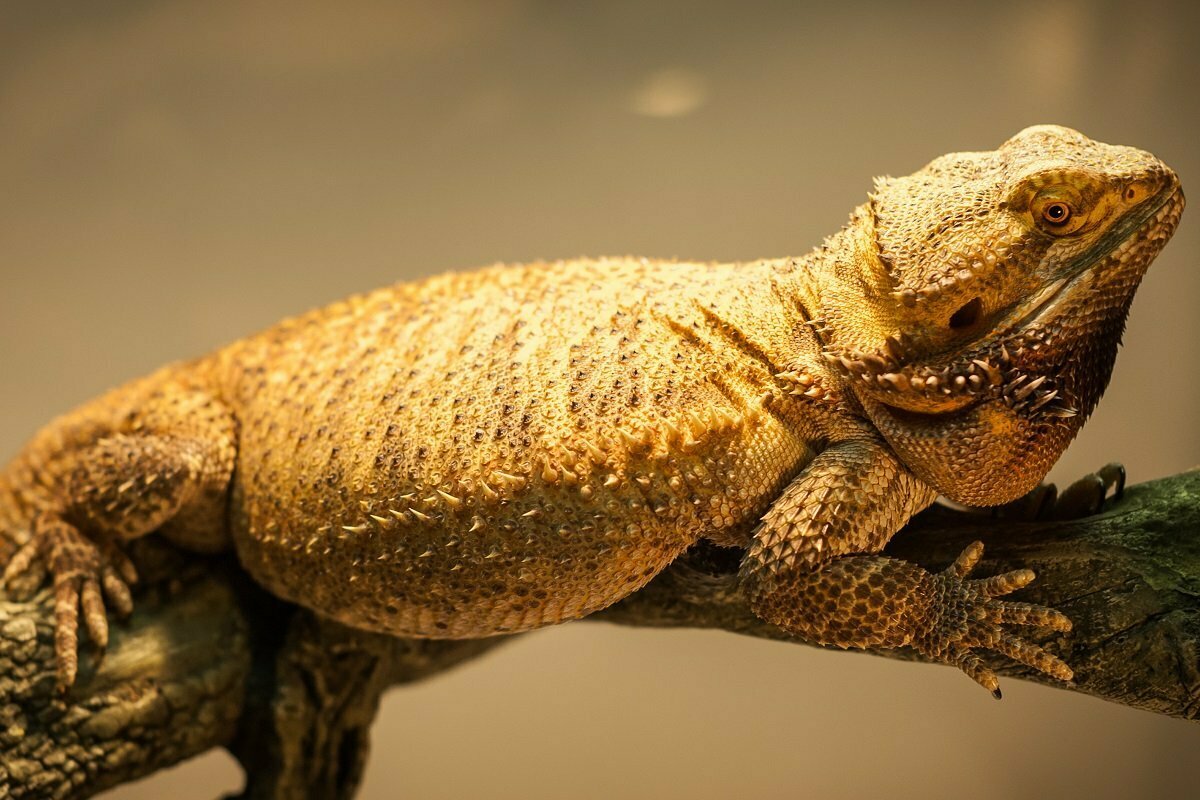 Bearded Dragon On Log