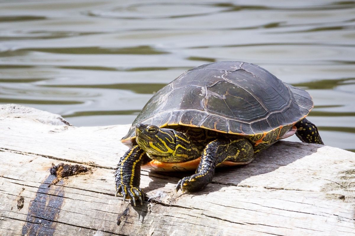 Painted Turtle on a log