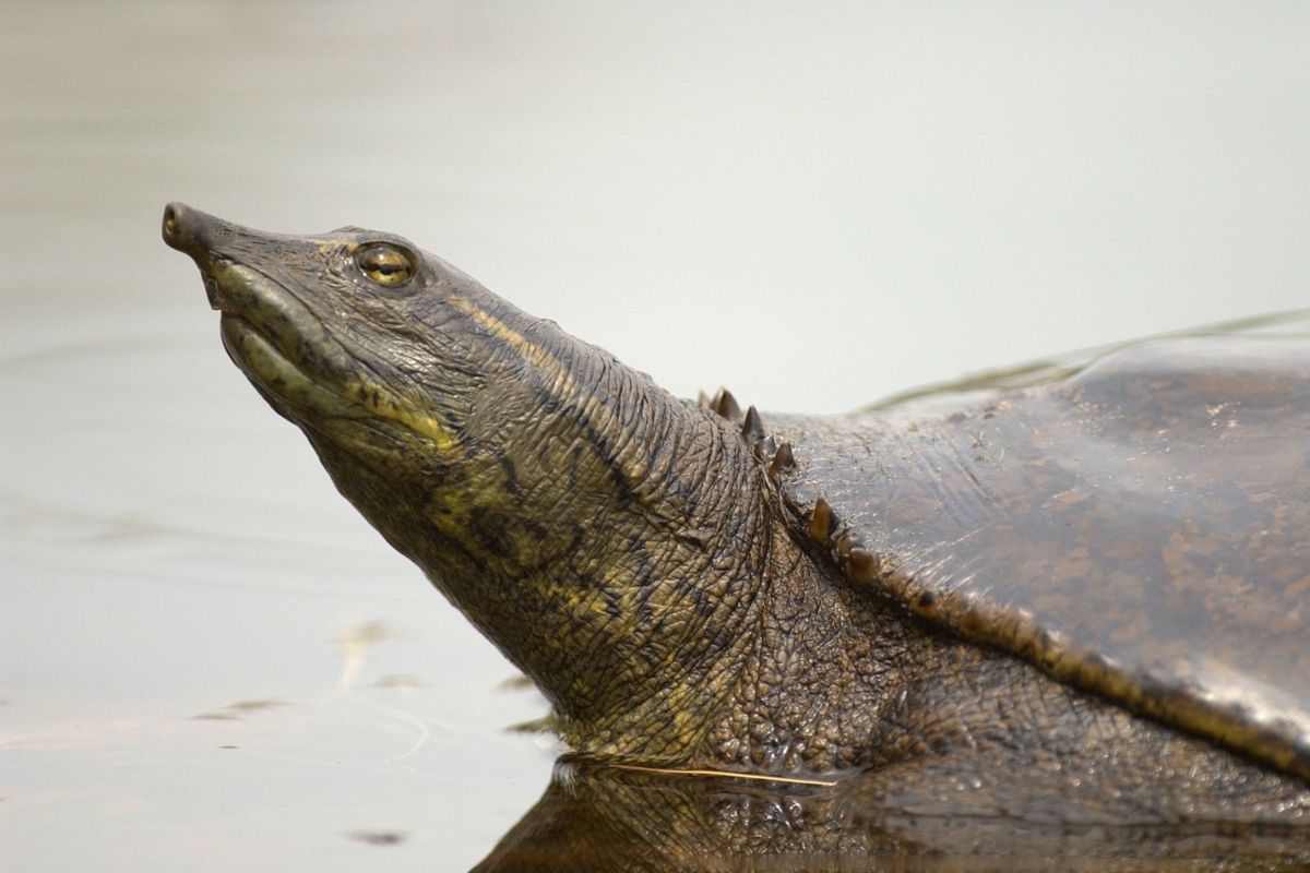 A close up of Pallid Spiny Softshell