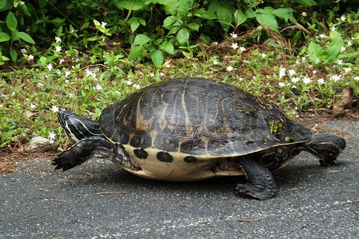 Peninsula Cooter Pseudemys walking on the road