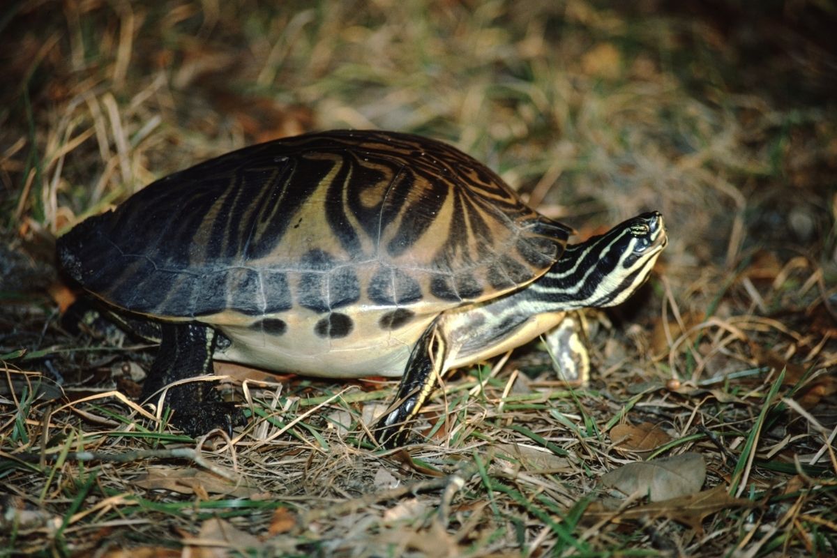 Peninsula Cooter walking on grass