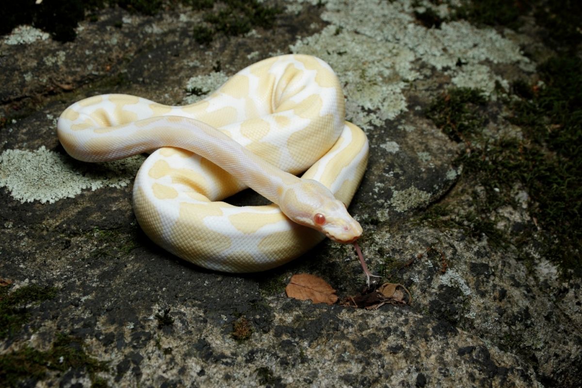 Albino Ball Python Morphs Posted On A Rock