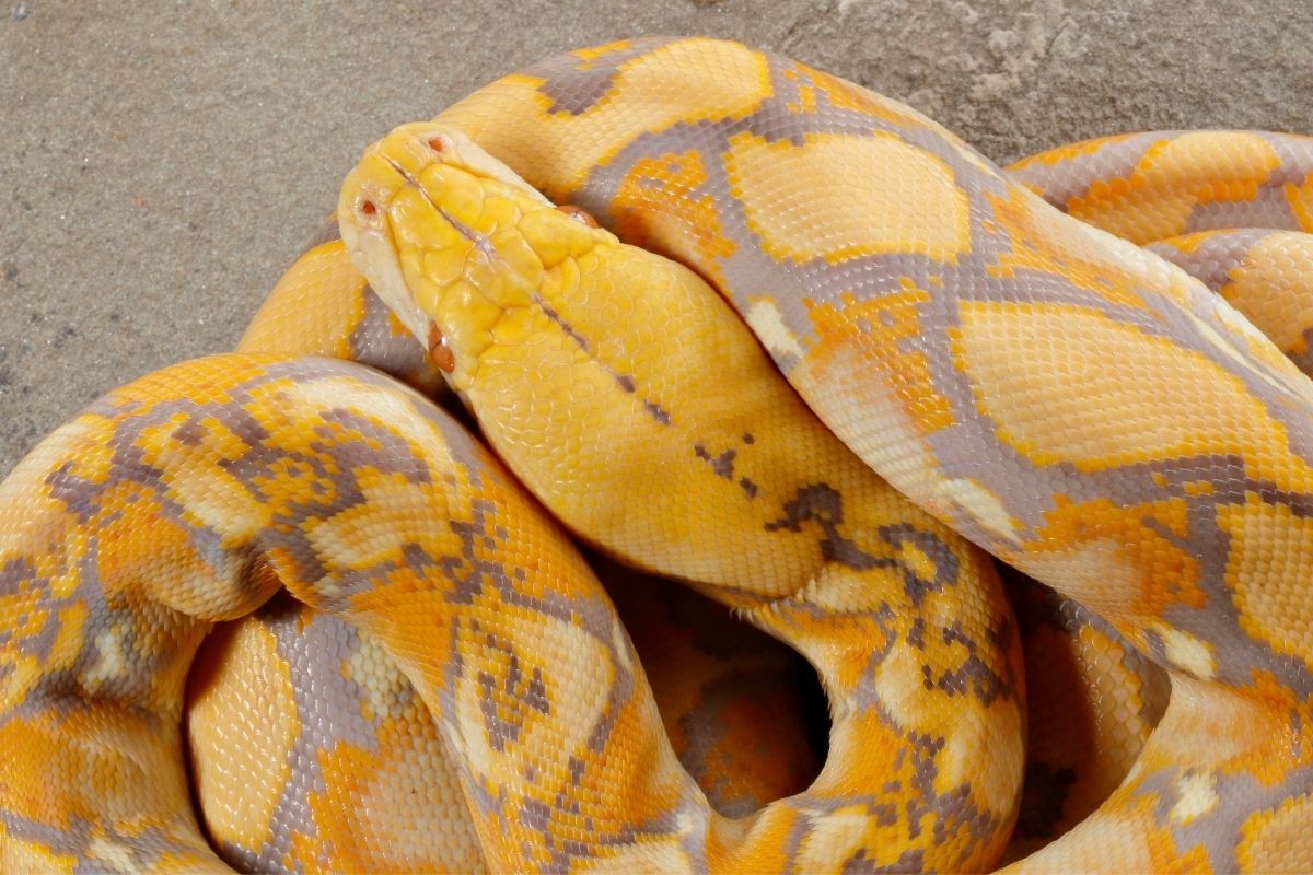banana ball python