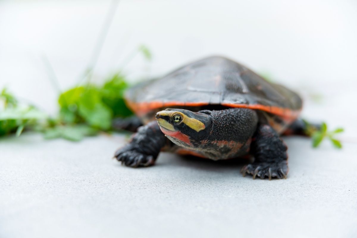 Pink-Bellied Side-Necked Turtle
