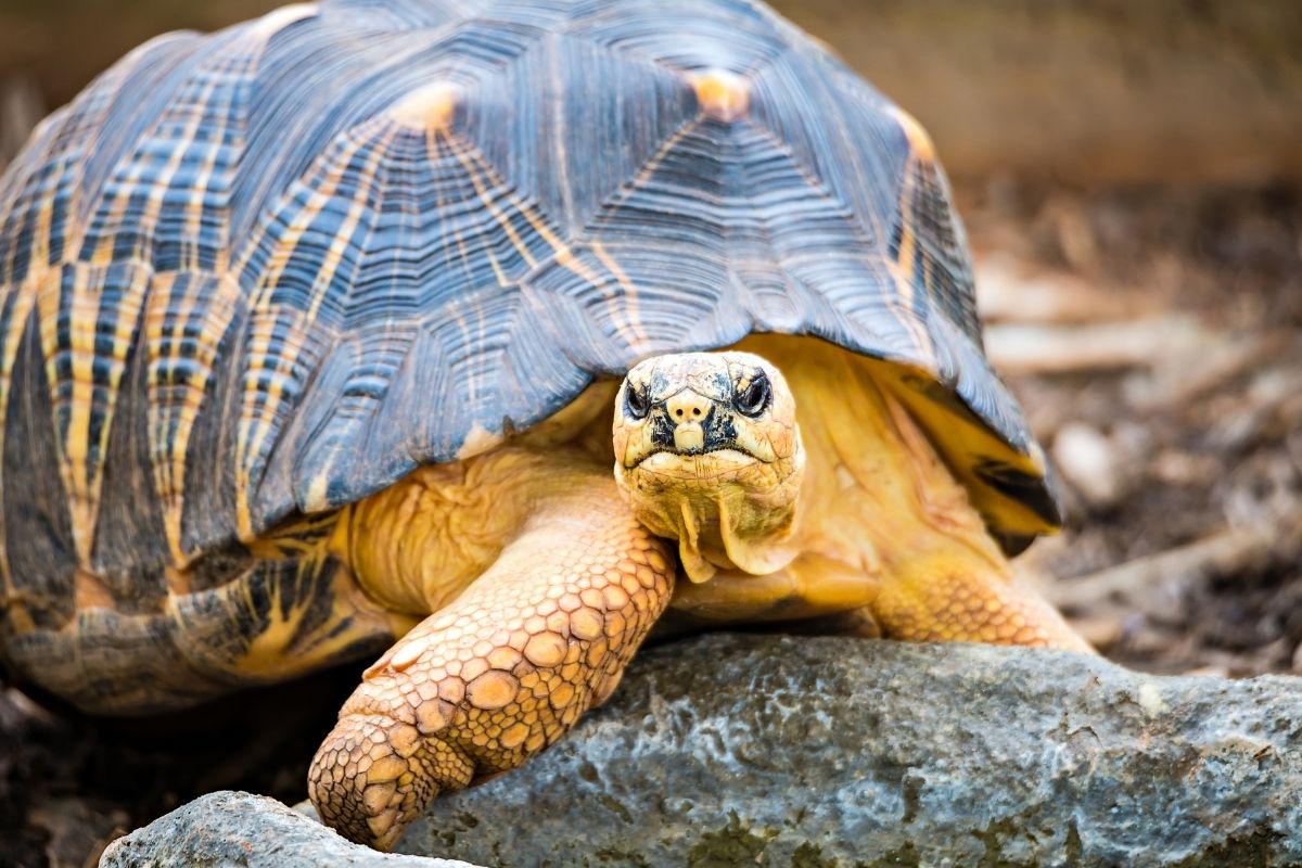 Razorback Musk Turtle in the rock