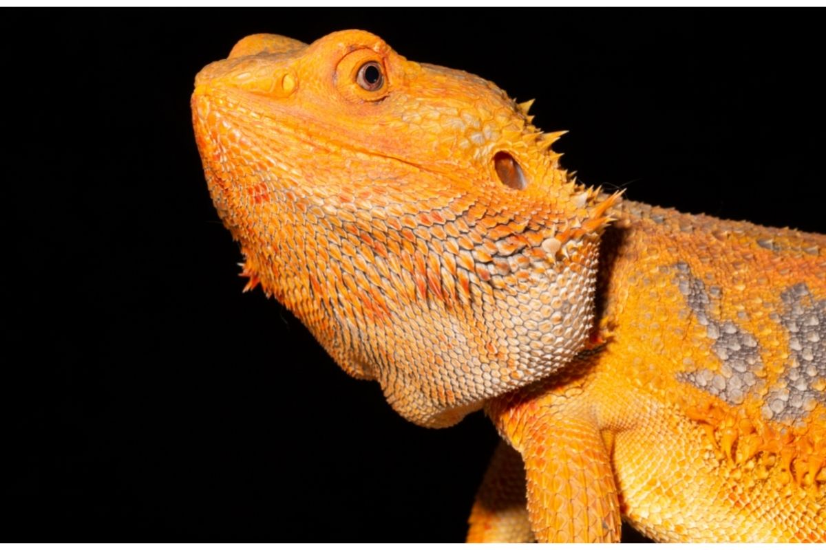 Close-up Of Orange Bearded Dragon