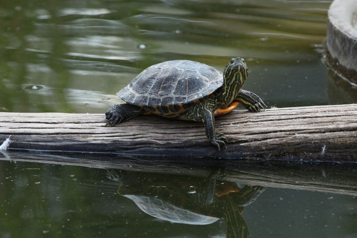 Red-Eared Slider on the log