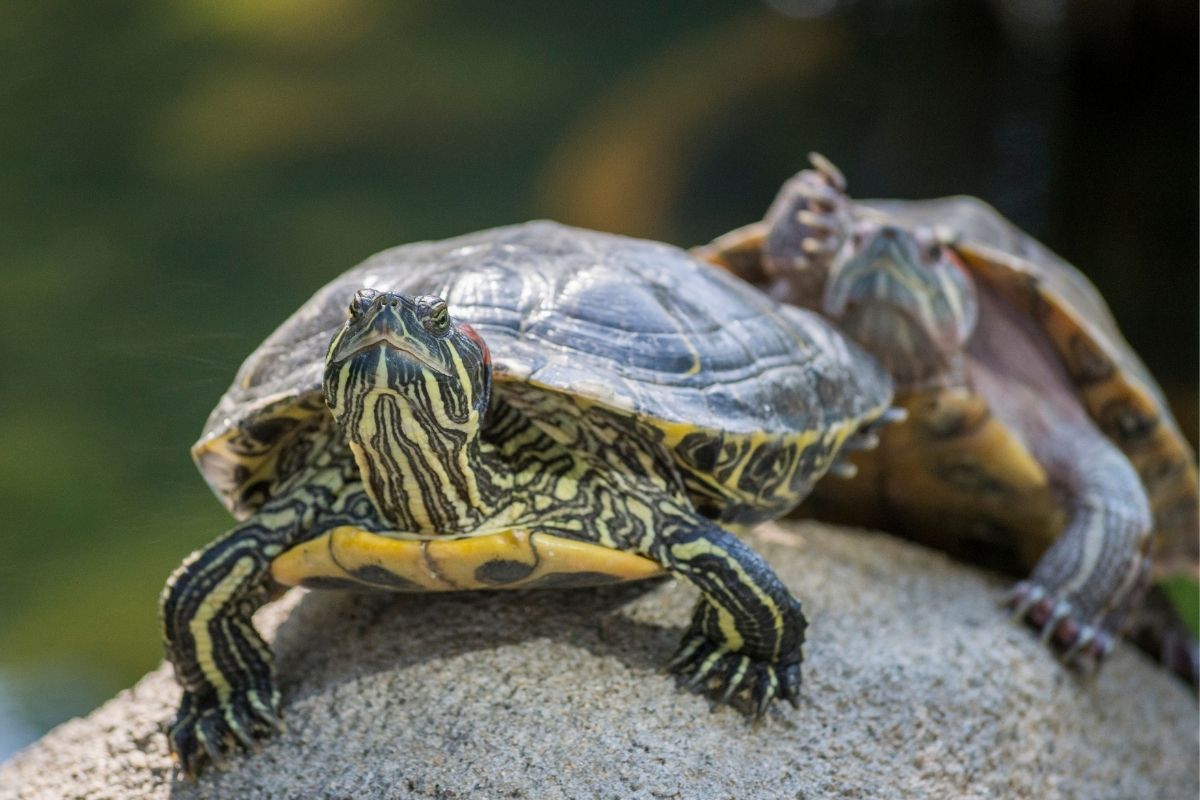 Two red-eared slider resting on a rock