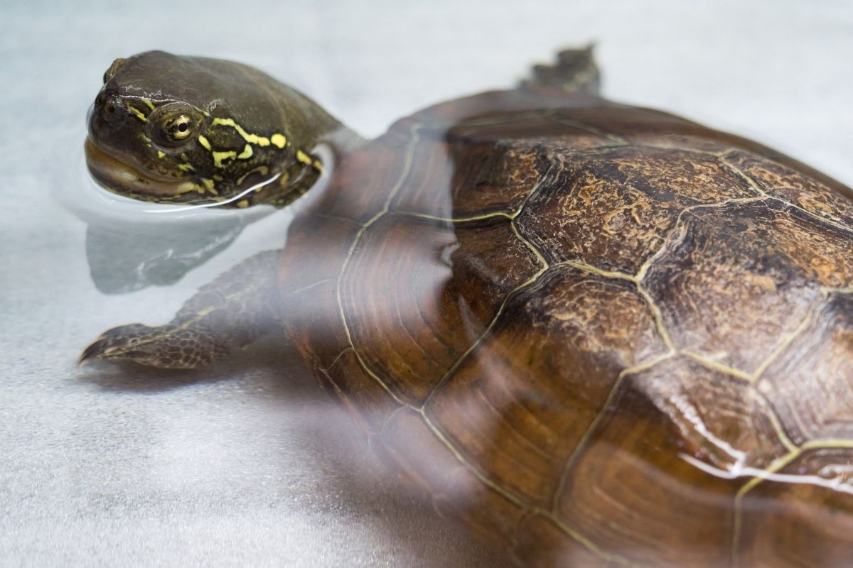 Reeves Turtle in water