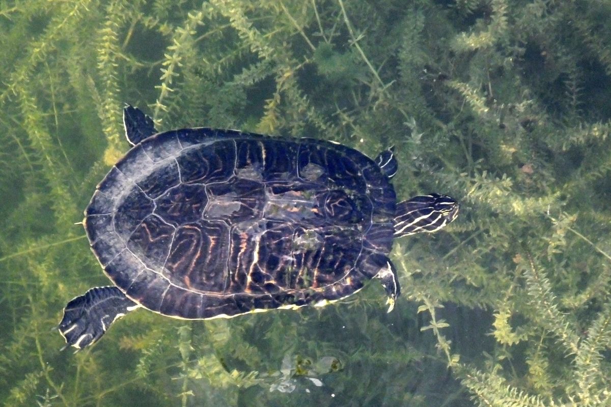Rio Grande River Cooter swimming in the water