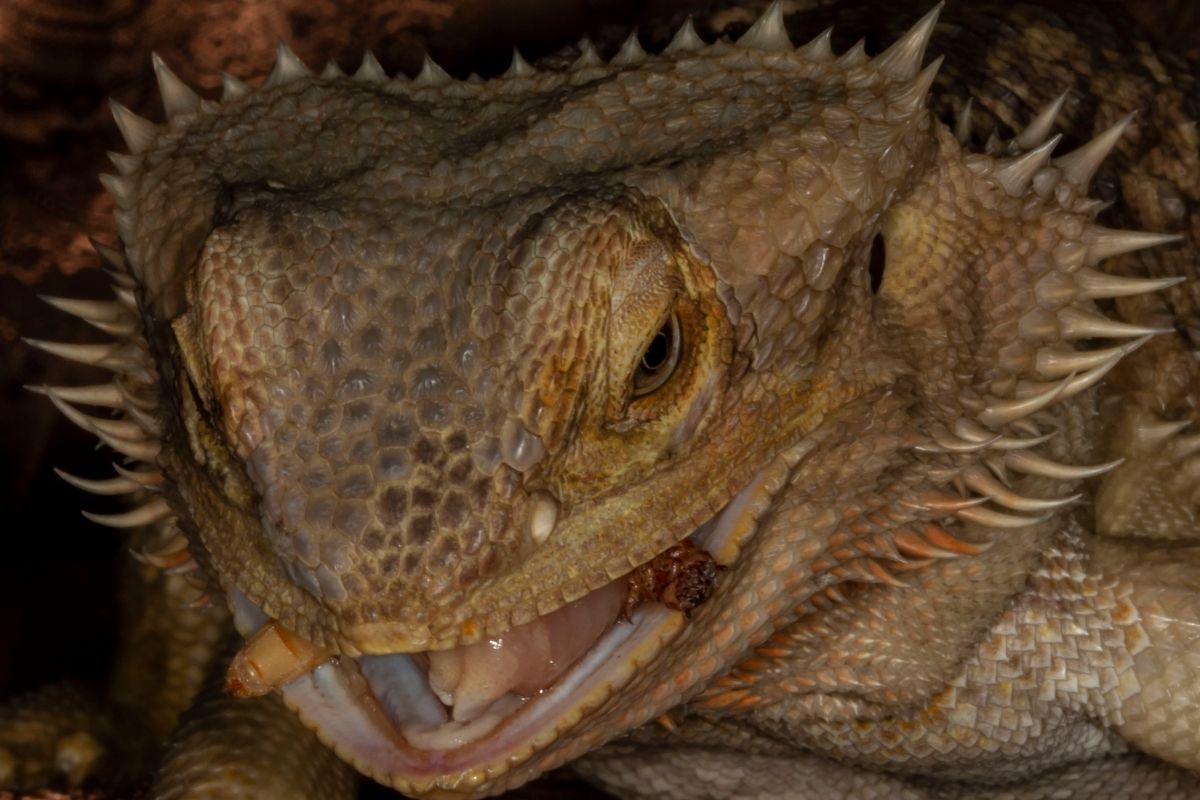 Close Up Bearded Dragon Eating