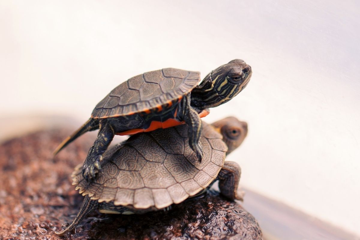 2 young Sabine Map Turtle