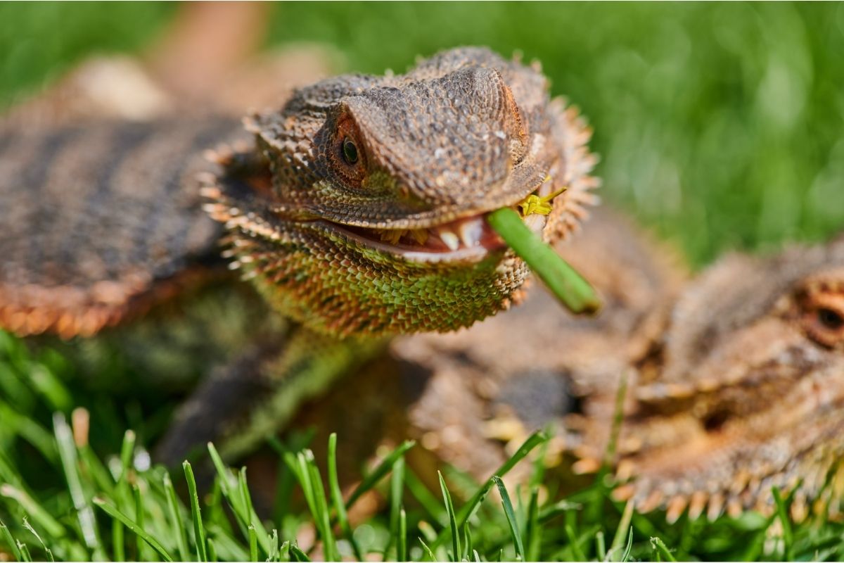 Bearded Dragon On Grass Eating