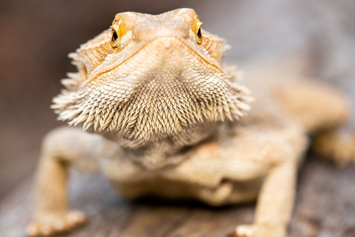 Close-Up Of White Bearded Dragon