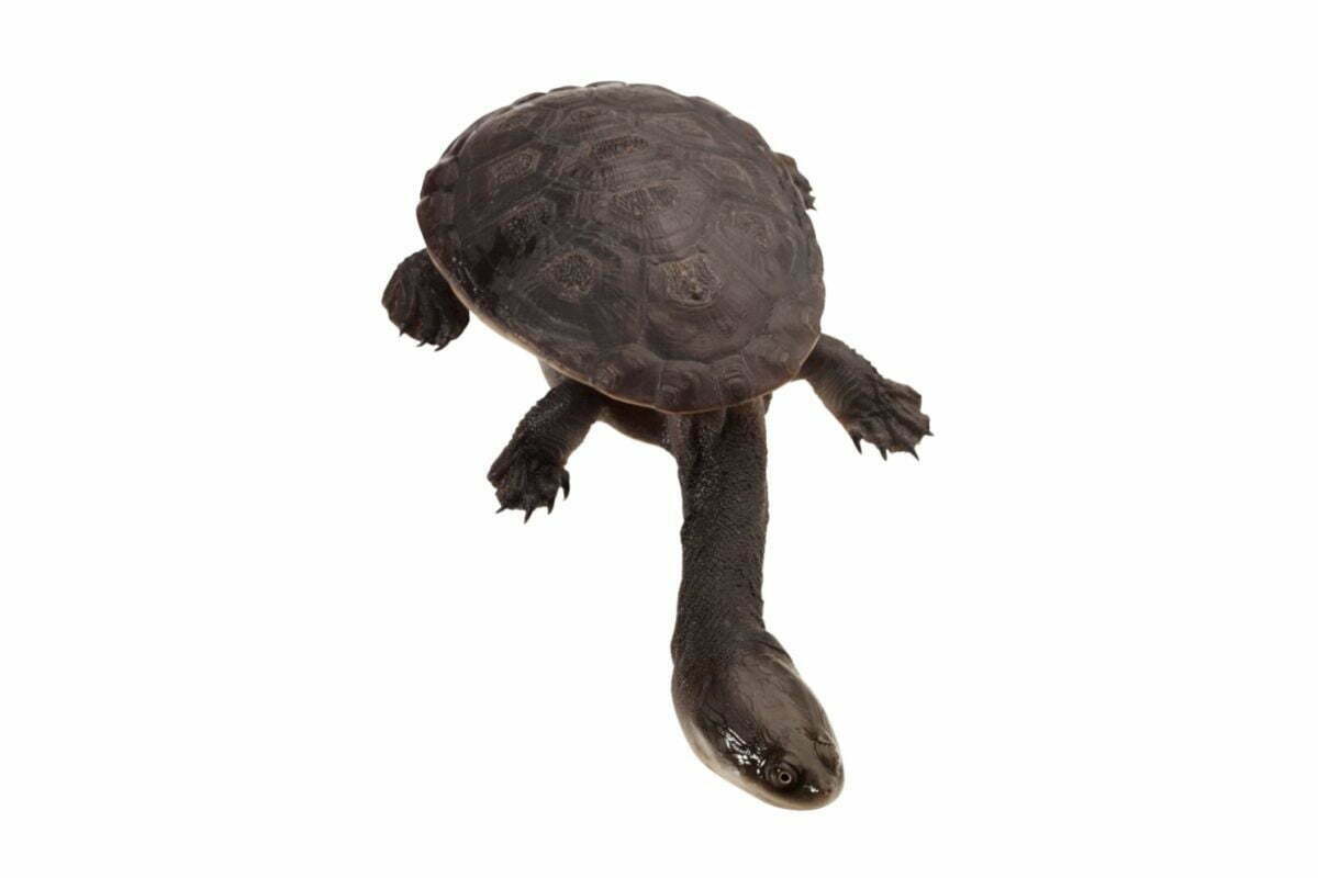 Snake-Necked Turtle on white background