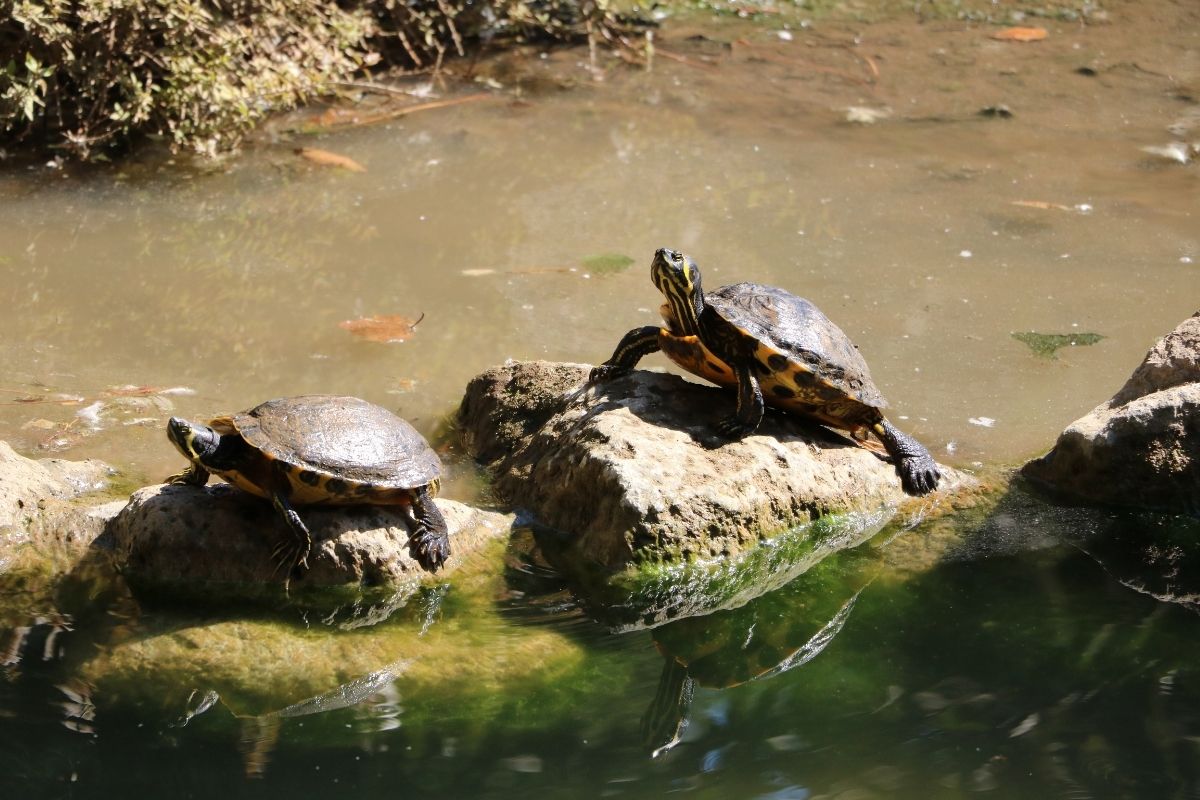 Southern Painted Turtle in the river