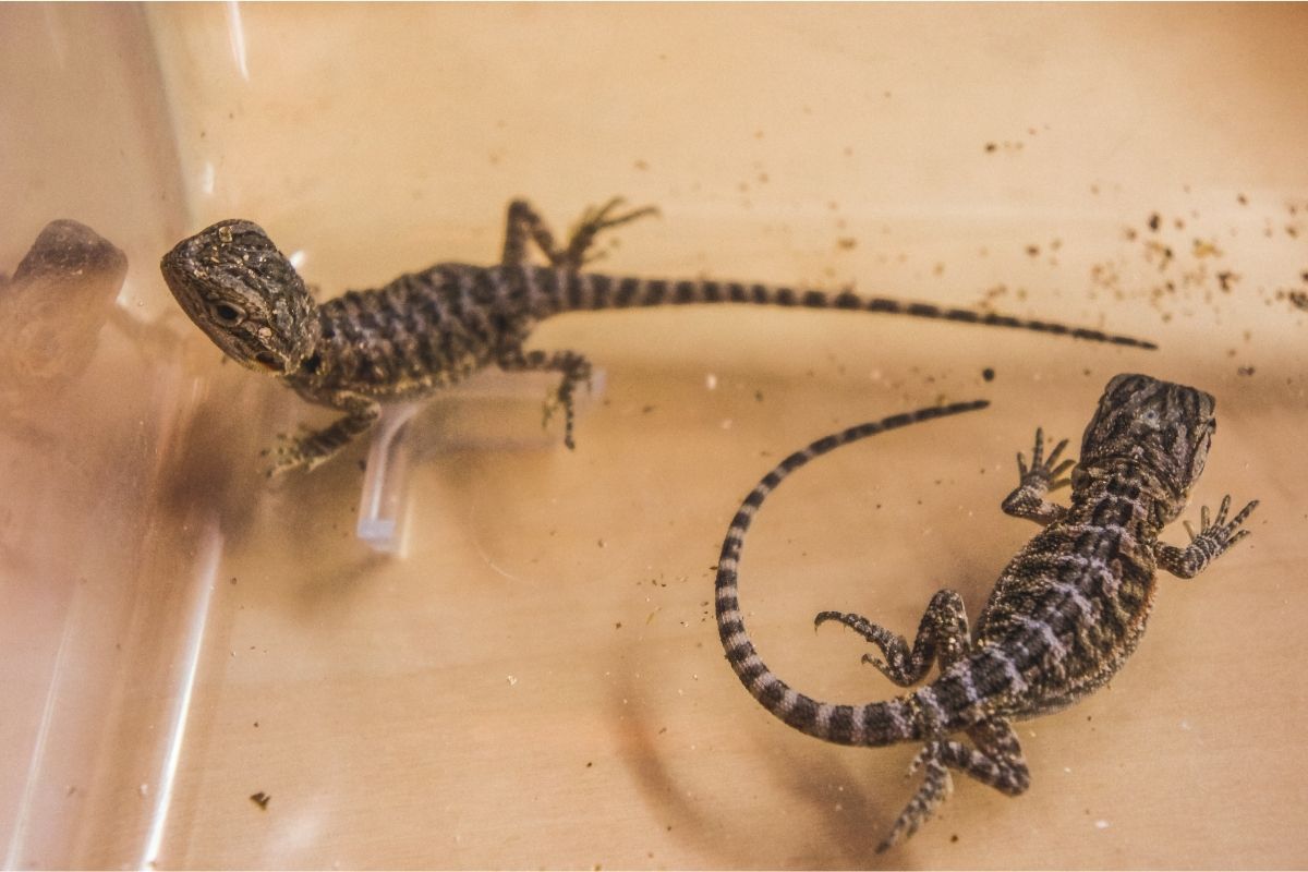 two bearded dragons