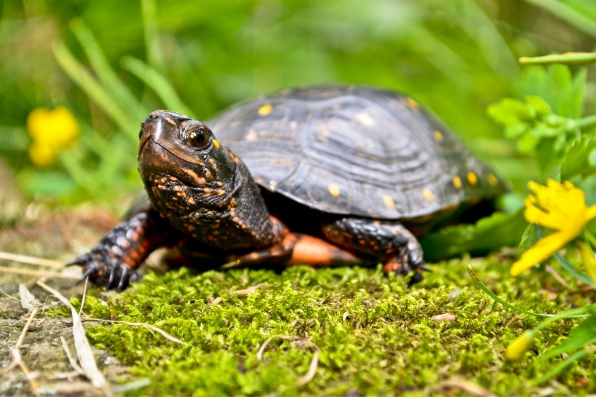 Spotted Turtle standing on moss