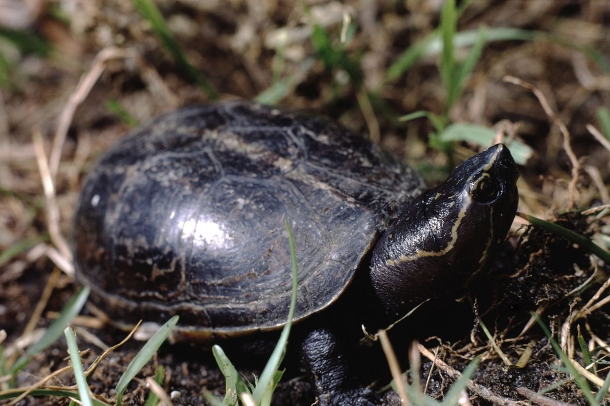 Striped Mud Turtle standing on grass