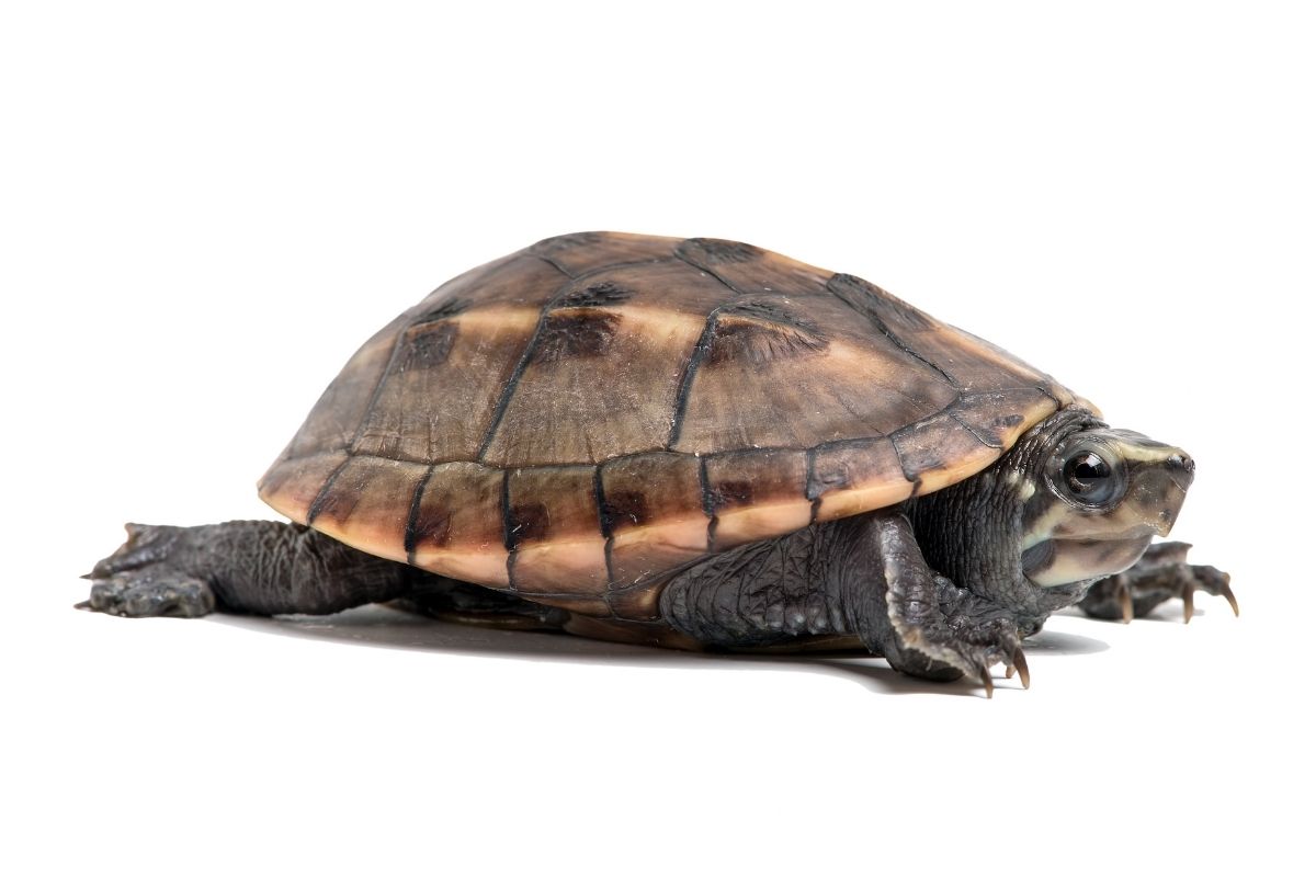 Striped Mud Turtle on white background