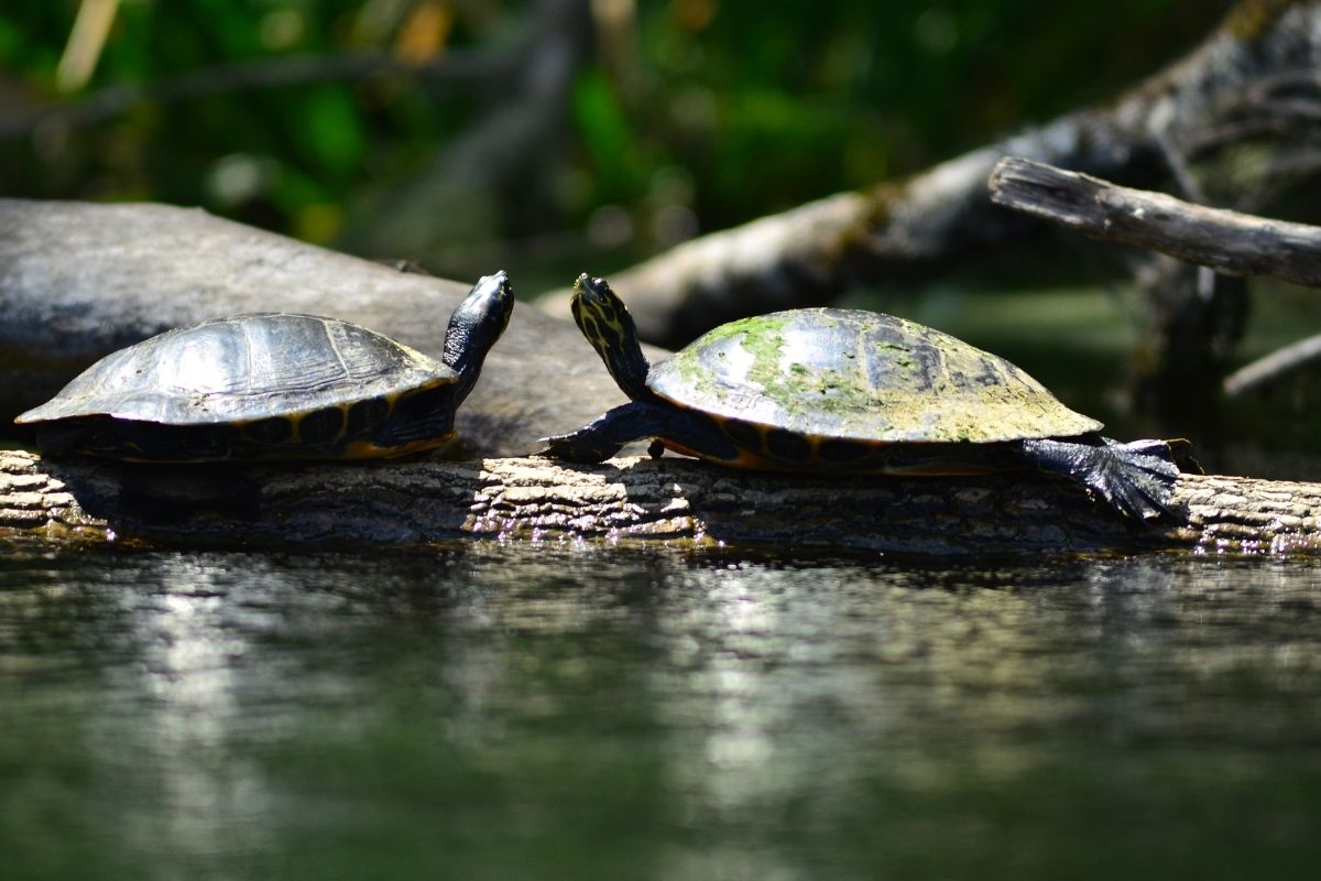 2 Suwannee River Coote facing each other