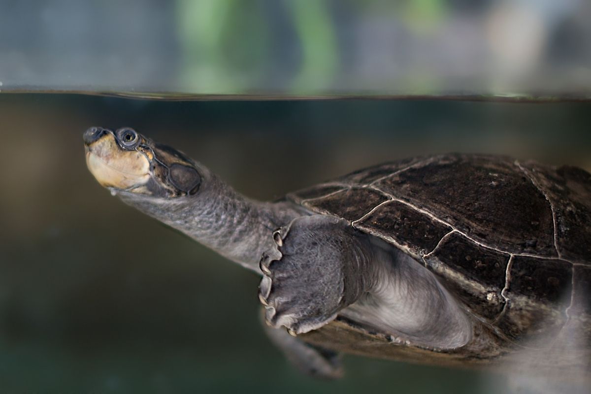 Terrapin in the tank