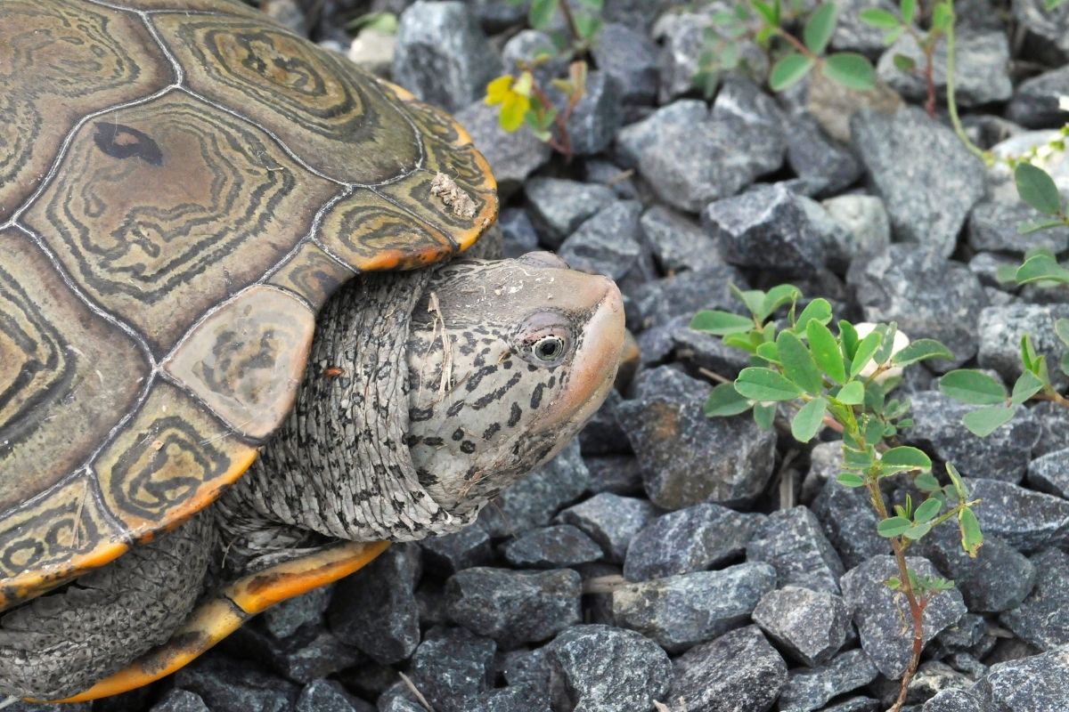 Texas Diamondback Terrapin smelling a weed