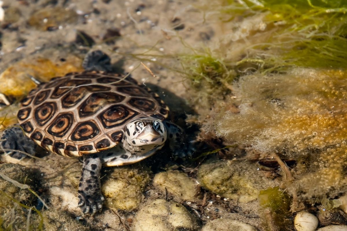 Texas Diamondback Terrapin in the wild