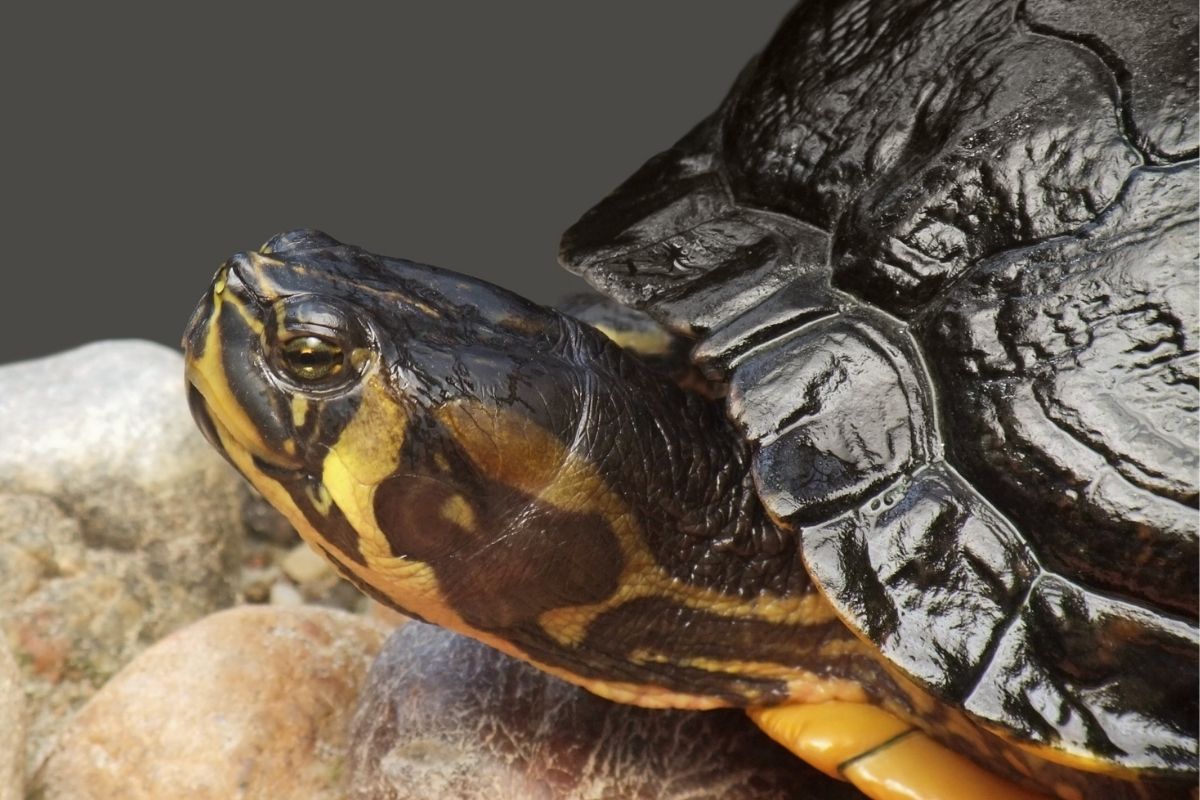 A portrait Texas River Cooter Pseudemys Texana