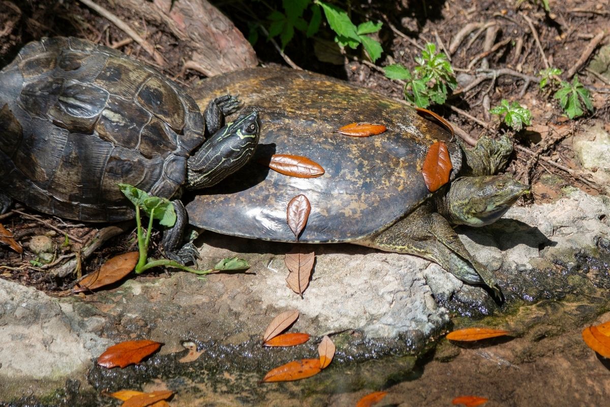 Two Texas Spiny Softshell near the river