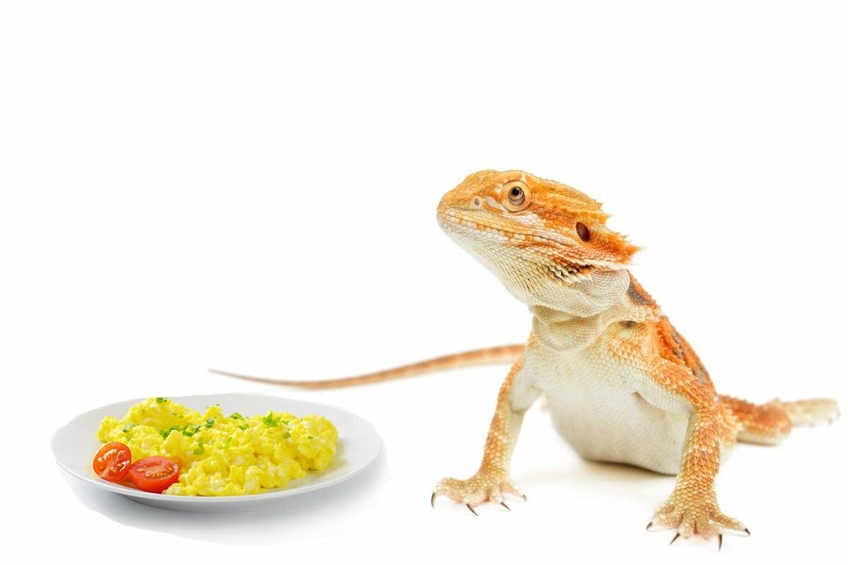 The Benefits Of Feeding Your Bearded Dragon Eggs