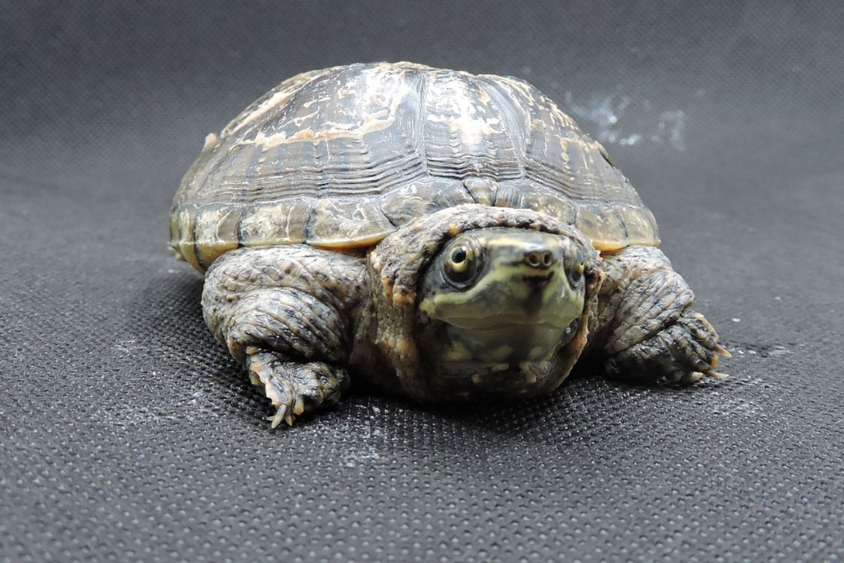 Fat Common Musk Turtle