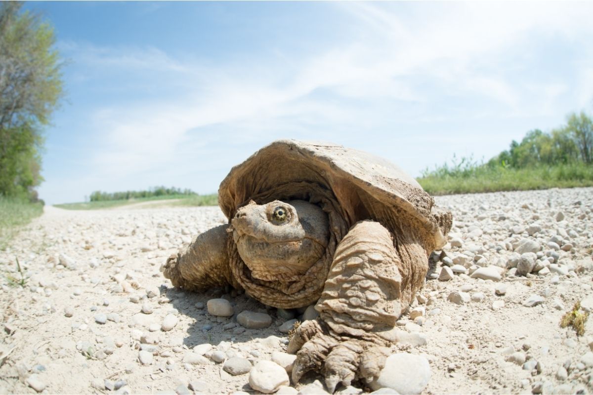 Common Snapping Turtle under the sun