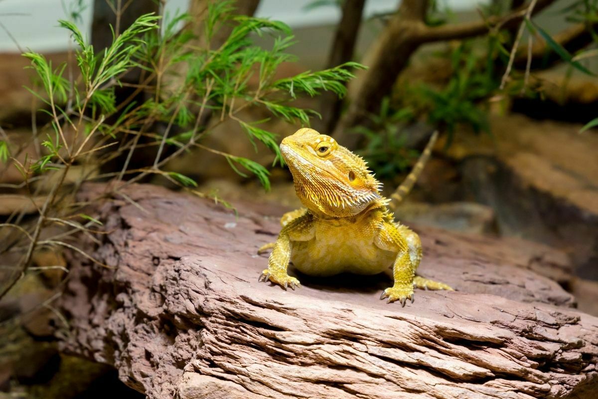 yellow bearded dragon on a rock