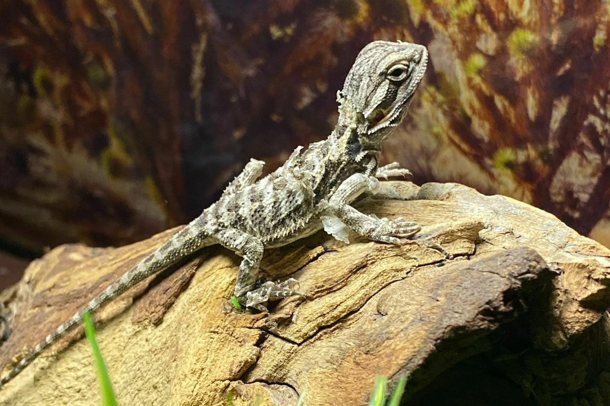 baby bearded dragon on a rock