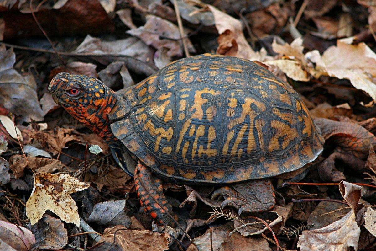 Eastern Box Turtle on the leaves