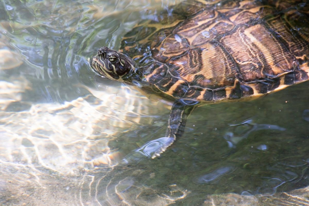 Hieroglyphic River Cooter in the water