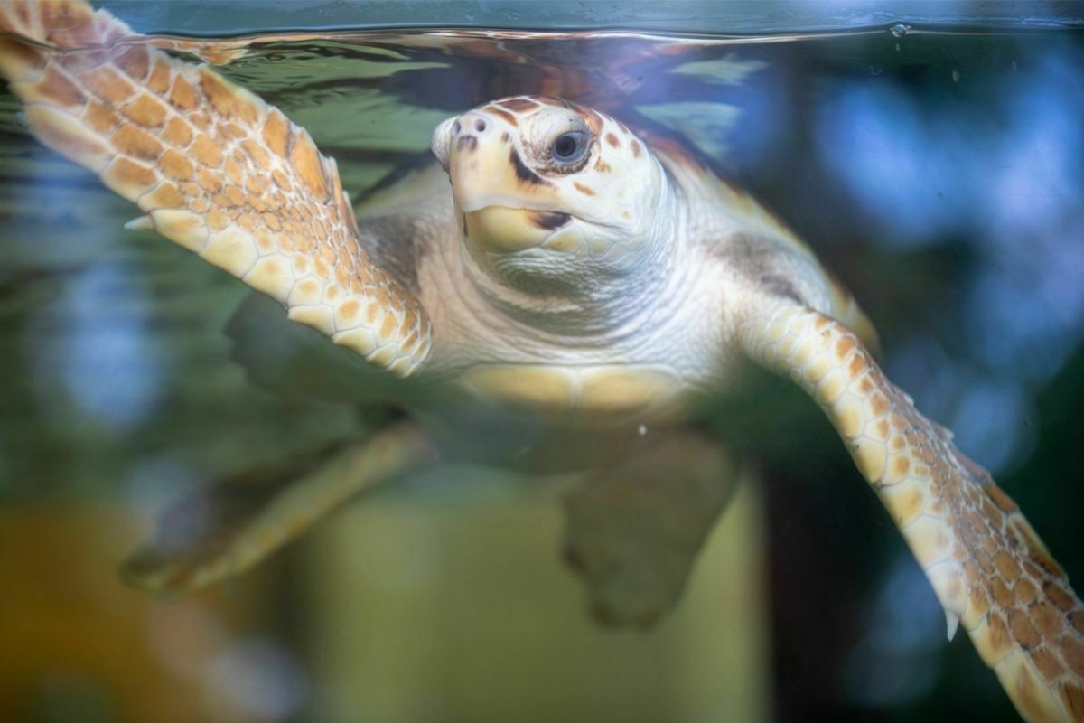 A turtle in a tank