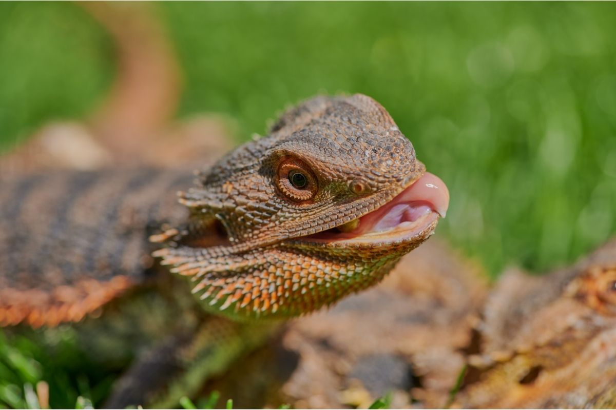 Bearded Dragon Enjoying The Sun